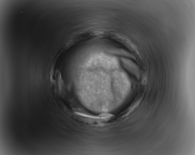 X0000087590524200705181221