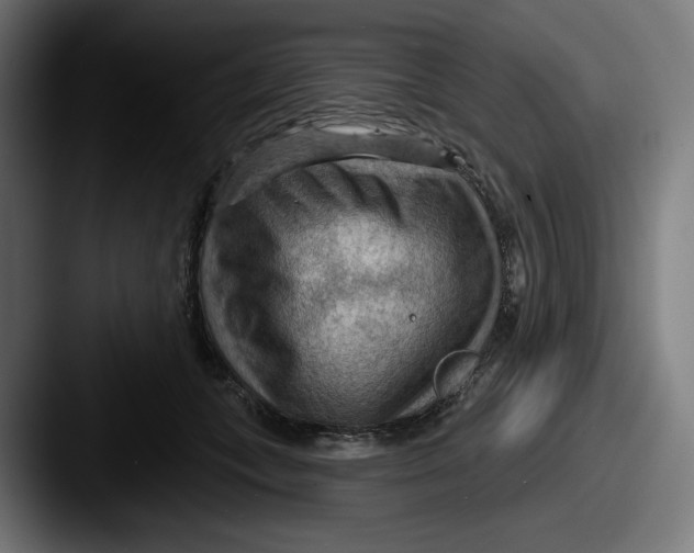 X0000087590559200705181221