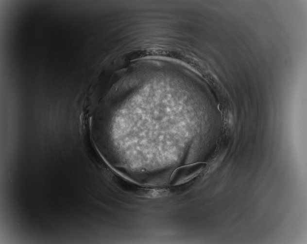 X0000087590663200705181220