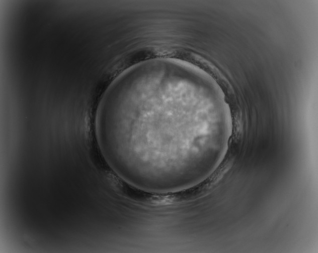 X0000087590667200705181220