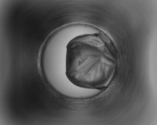 X0000087590832200705181217