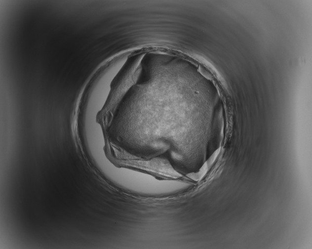 X0000087590924200705181216