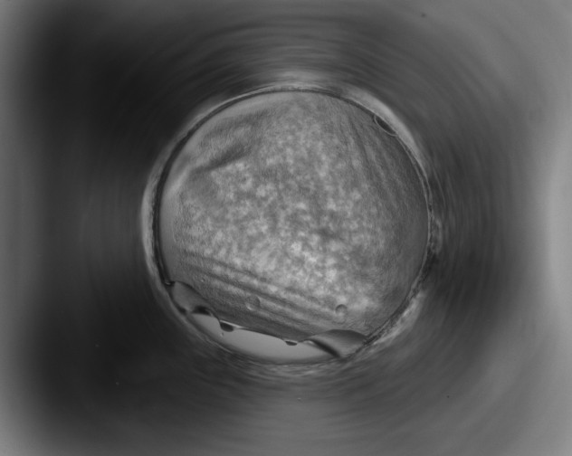 X0000087591243200705181213