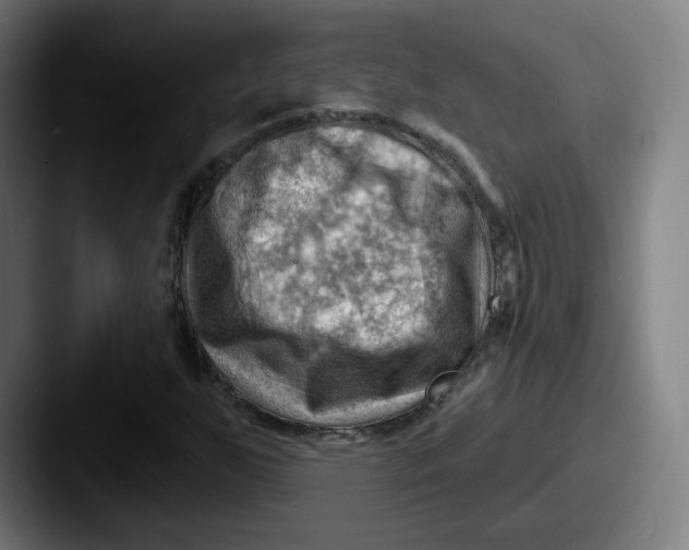 X0000087591255200705181213