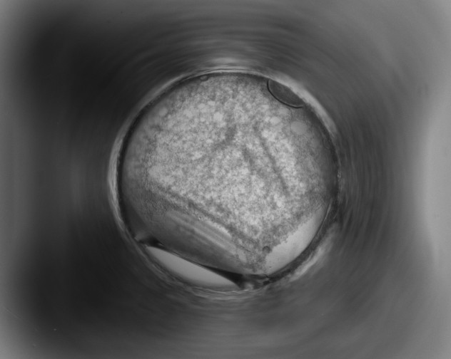 X0000087591333200705181212