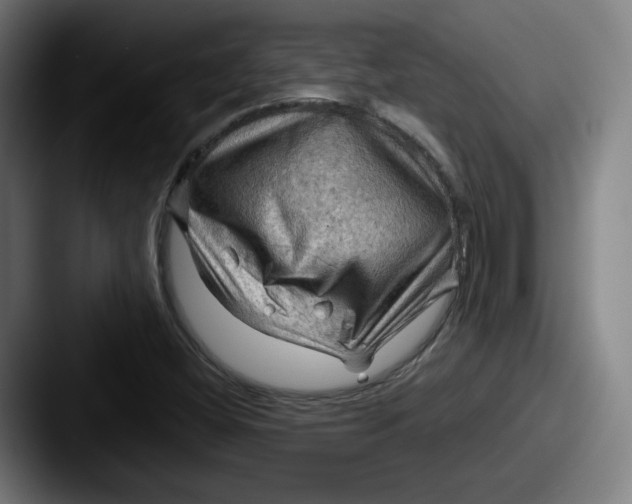 X0000087591404200705181211