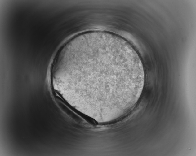 X0000087591424200705181211