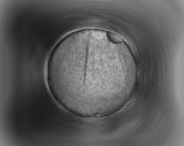 X0000087591523200705181210