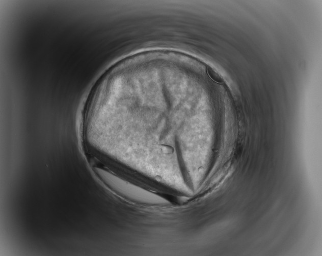 X0000087591527200705181210