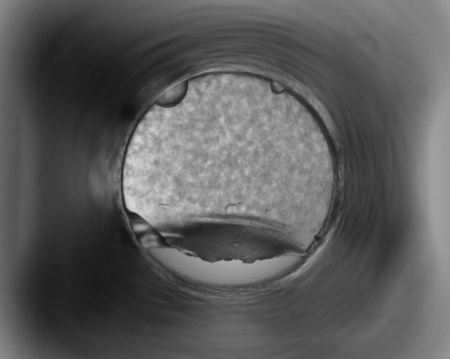 X0000087591529200705181210