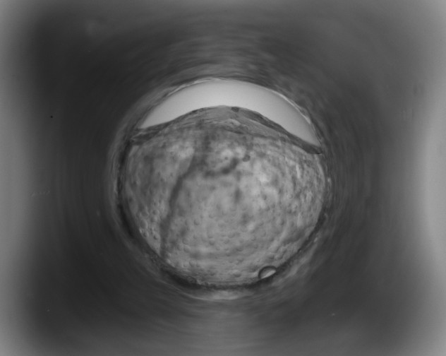 X0000087590149200705251909
