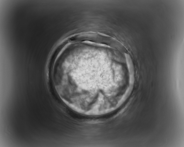 X0000087590246200705251907