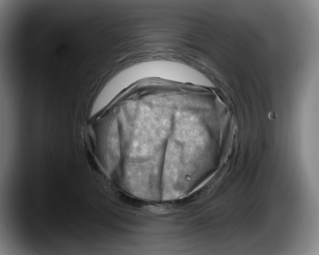 X0000087590417200705251906