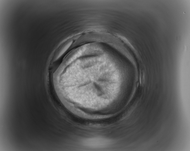 X0000087590531200705251903