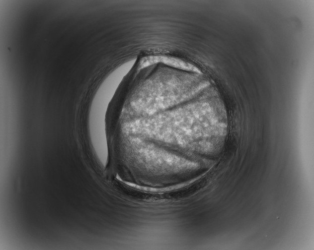 X0000087590742200705251901