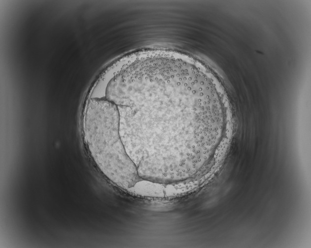 X0000087590848200705251900