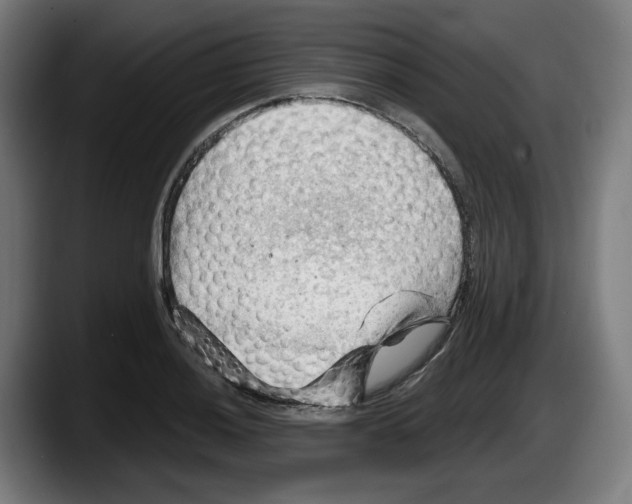 X0000087591036200705251857