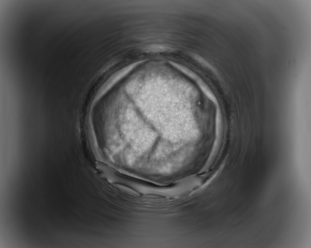 X0000087591305200705251853