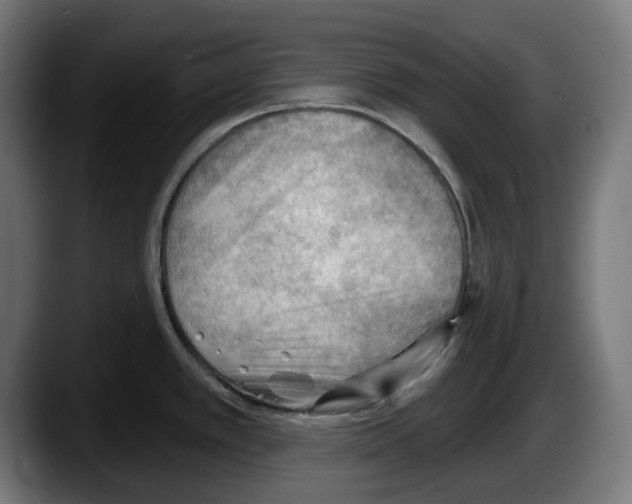 X0000087591389200705251852