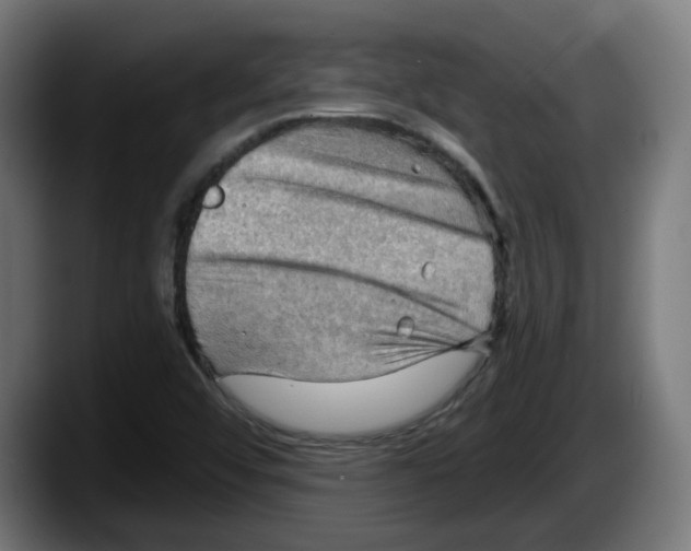 X0000087591456200705251852