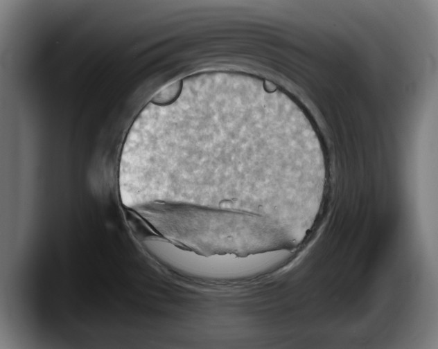 X0000087591529200705251851