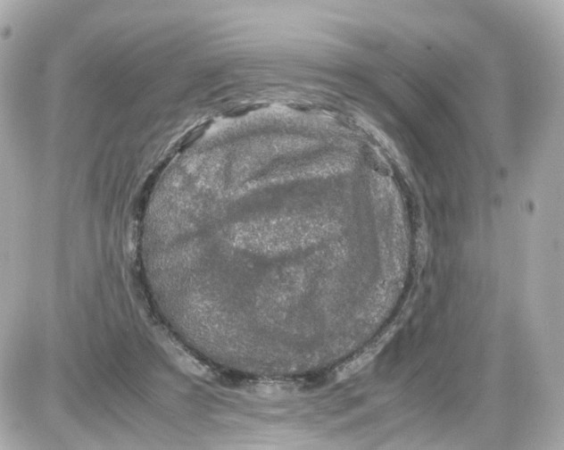 X0000087600305200705112335