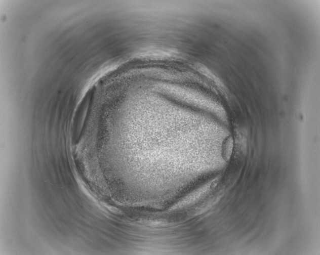 X0000087600582200705112330