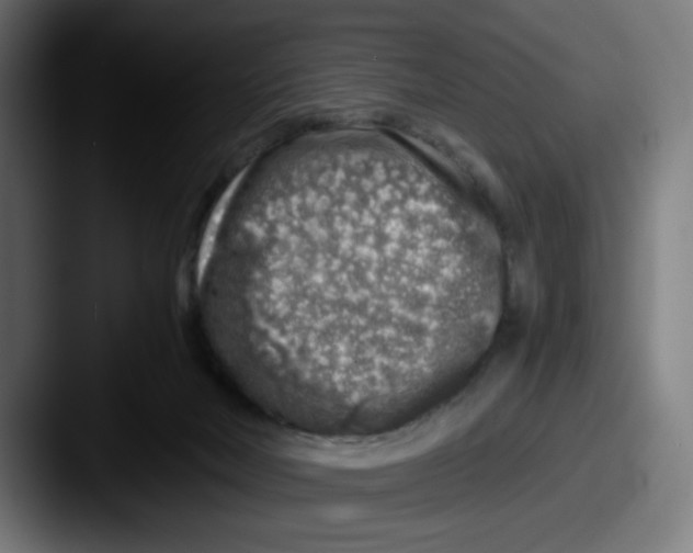 X0000087600026200705181245