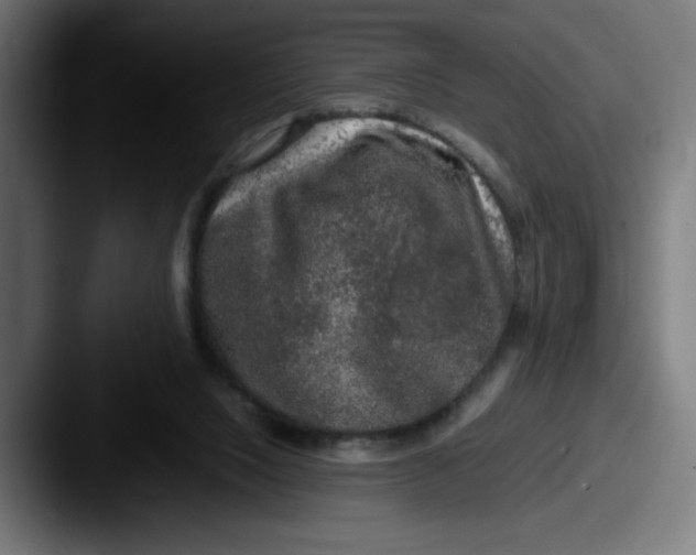 X0000087600064200705181244