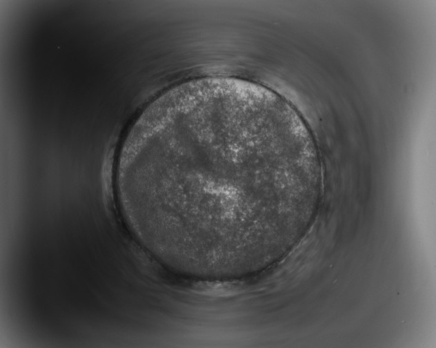 X0000087600297200705181242