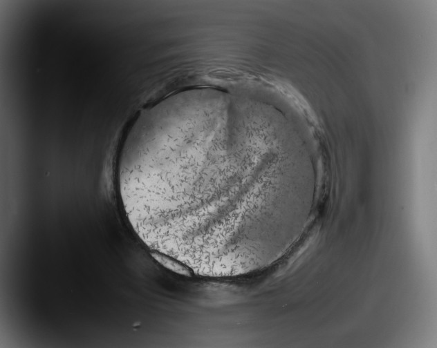X0000087600393200705181241