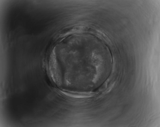 X0000087600432200705181240