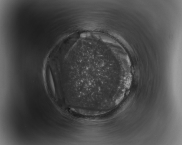 X0000087600626200705181238