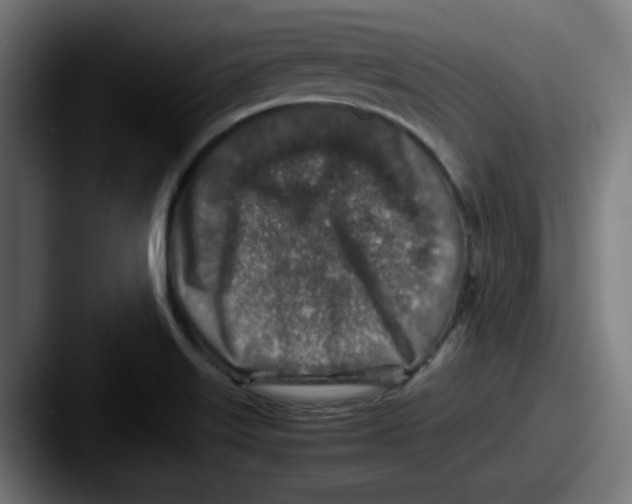 X0000087601515200705181228