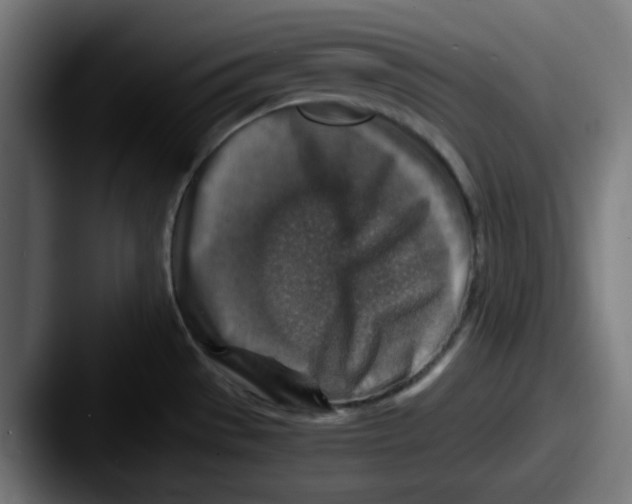X0000087601529200705181228