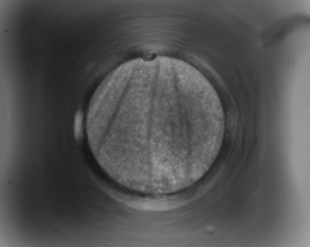 X0000087600024200705251931