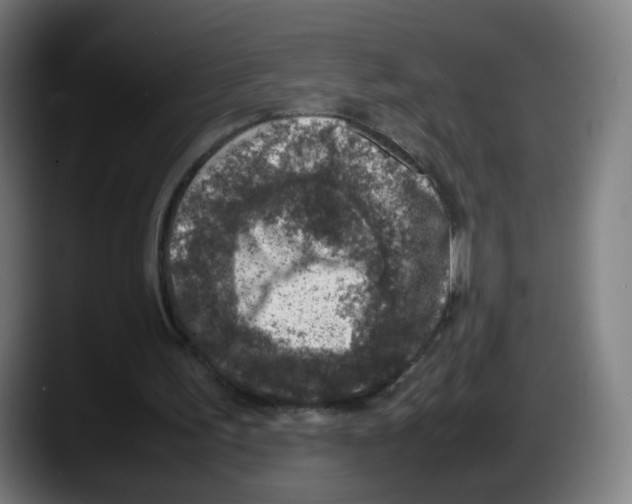 X0000087600195200705251929