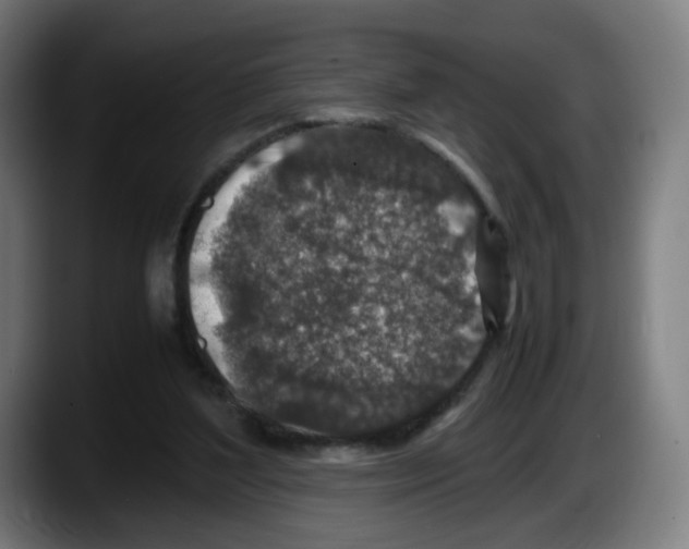X0000087600204200705251929
