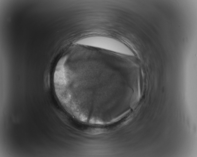 X0000087600205200705251929