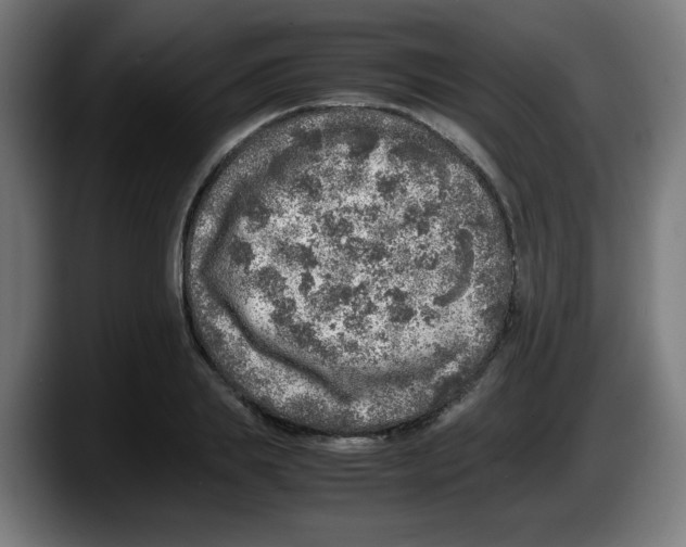 X0000087600839200705251920