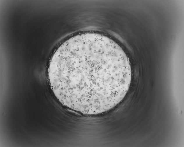X0000087601356200705251913