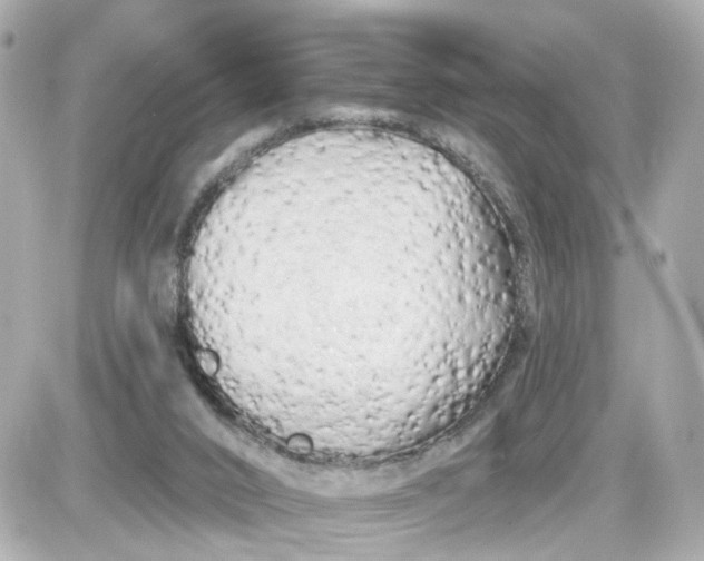 X0000087610016200705120005