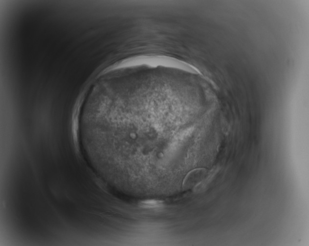 X0000087610053200705181302