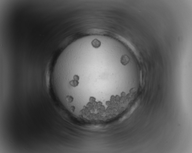 X0000087610157200705181301