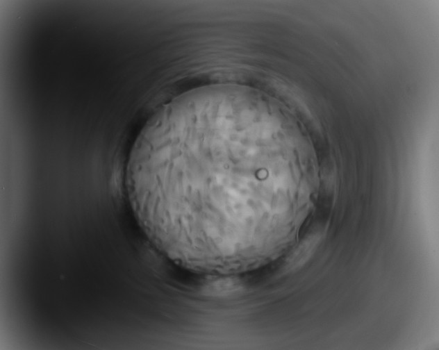 X0000087610185200705181302