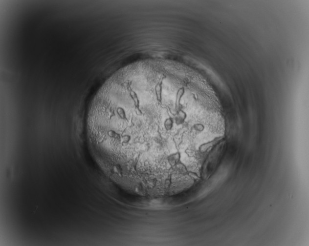 X0000087610365200705181259