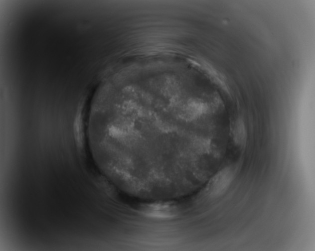 X0000087610366200705181259