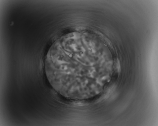 X0000087610523200705181257