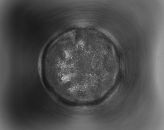 X0000087610630200705181256