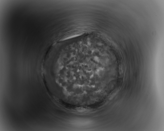 X0000087610703200705181255